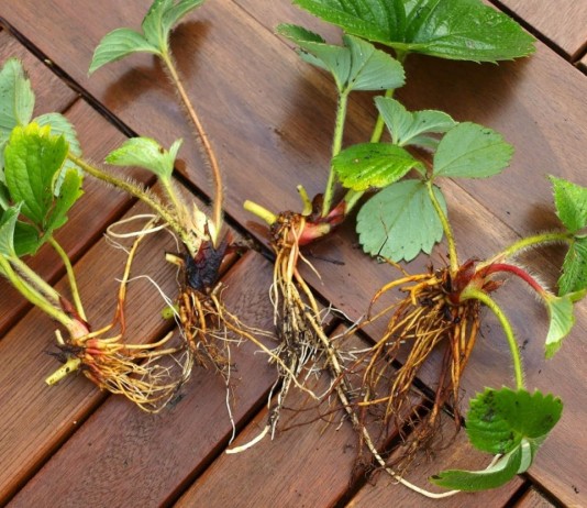 Усы клубники