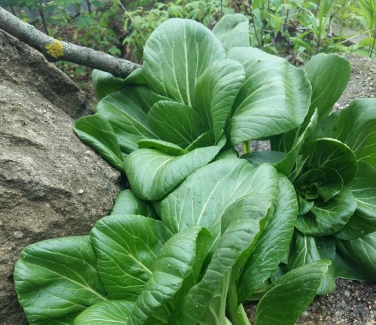 Пекинская капуста