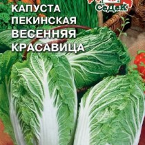 Пекинская капуста «Весенняя красавица F1»