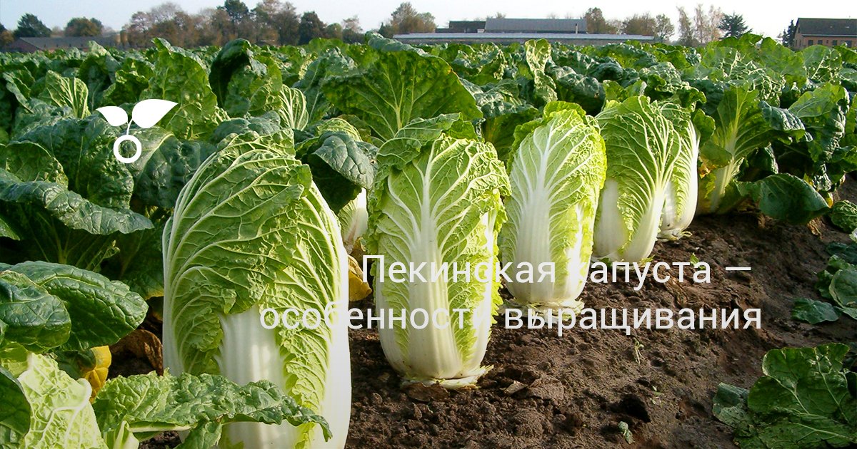 Пекинская капуста — особенности выращивания