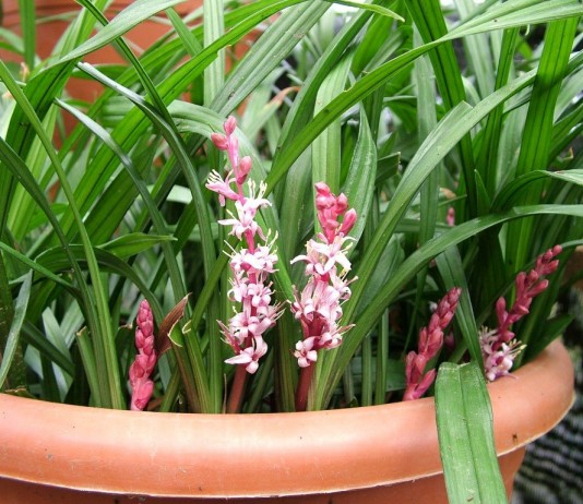 Рейнекия — скромная в уходе, яркая в интерьере - Красивоцветущие Комнатная рейнекия