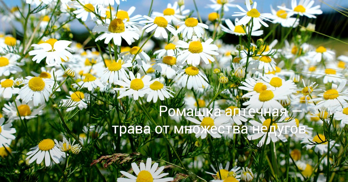 Ромашка аптечная — трава от множества недугов