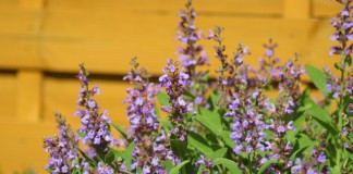 Шалфей лекарственный (Salvia officinalis)