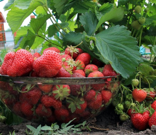 Полив клубники весной: вода, как залог урожая - Ягодник Урожай клубники