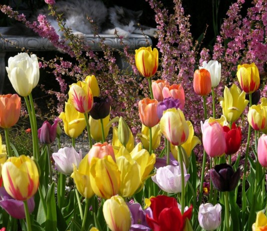 Всё о разновидностях тюльпанов — классы, группы и сорта - Цветник и ландшафт Тюльпаны - главные фавориты весенних цветников