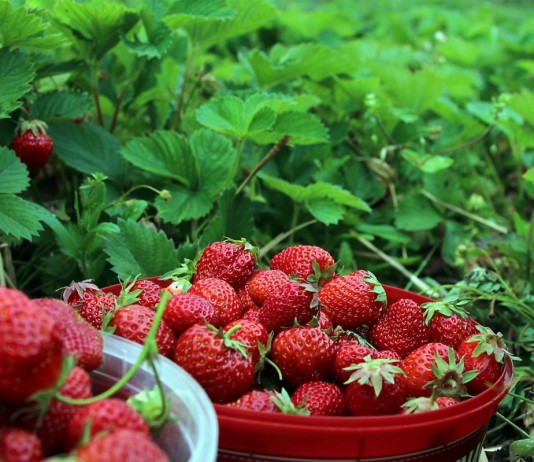 5 шагов к богатому урожаю земляники - Ягодник Земляника садовая