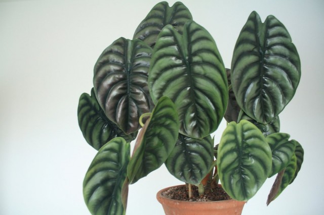 Алоказия (Alocasia)