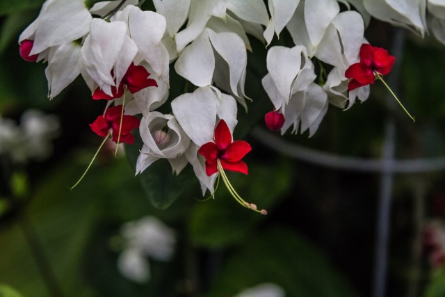 Клеродендрон (Clerodendrum thomsoniae)