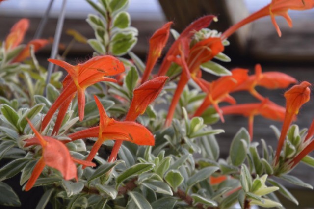 Колумнея (Columnea)