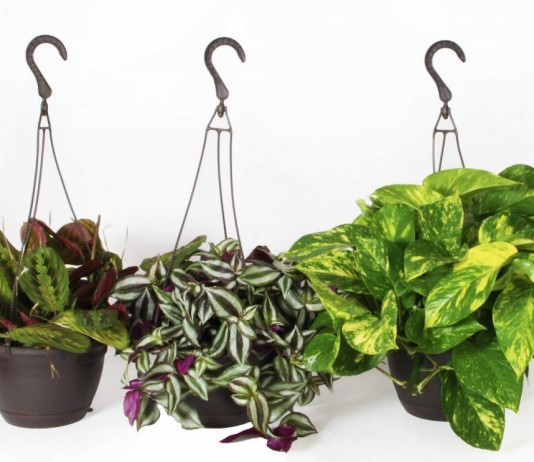 Покупая новое комнатное растение, поинтересуйтесь - насколько оно капризно?