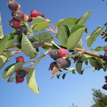 Ирга колосистая (Amelanchier x spicata)