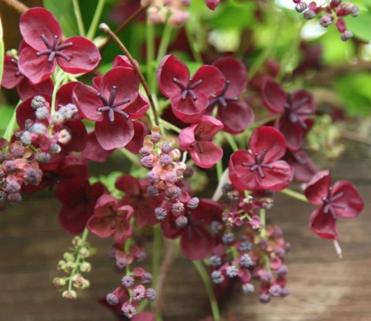 Акебия — комнатная шоколадная лиана - Редкие и необычные Акебия пятерная (Akebia quinata)