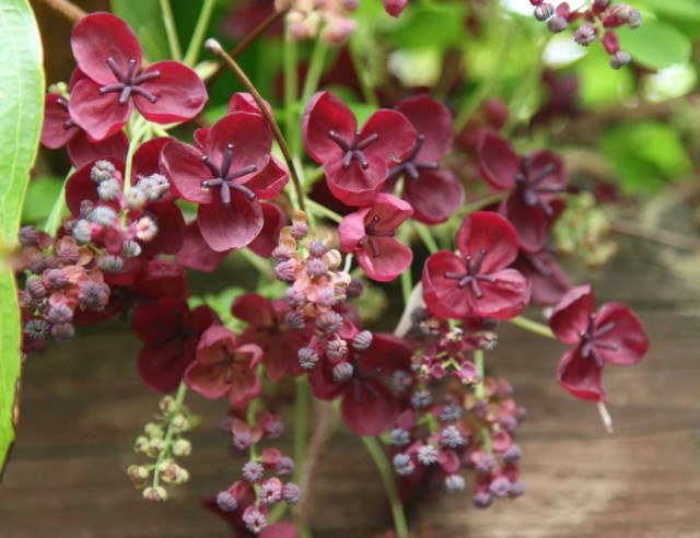 Акебия пятерная (Akebia quinata)