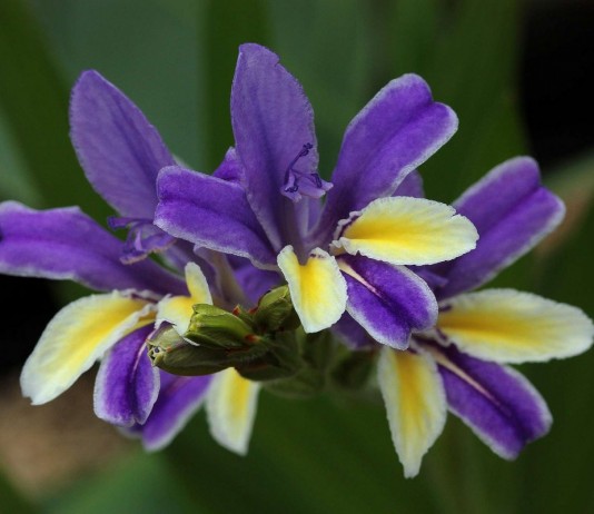 В регионах с суровыми зимами бабиана успешно выращивается в комнатах