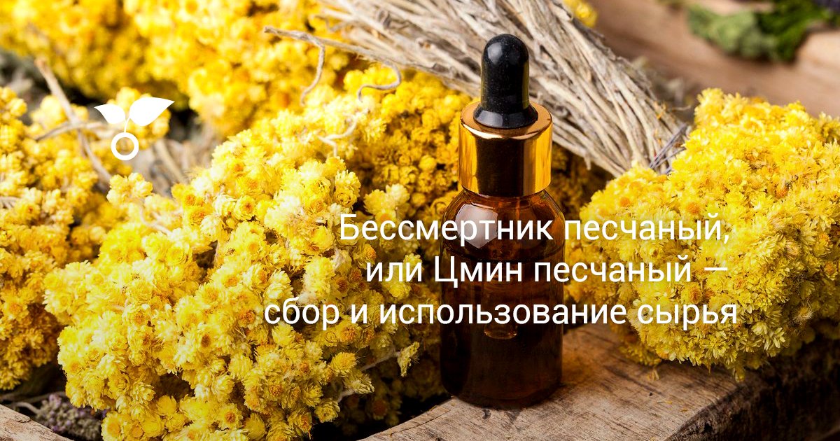 Бессмертник песчаный, или Цмин песчаный — сбор и использование сырья
