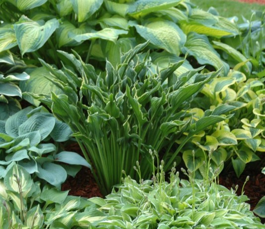 Разнообразие видов Хост