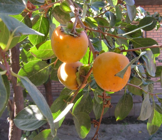 Комнатная хурма — особенности выращивания - Комнатные растения Хурма в средней полосе может выращиваться только как кадочная или комнатная культура