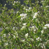 Ирга ольхолистная (Amelanchier alnifolia)