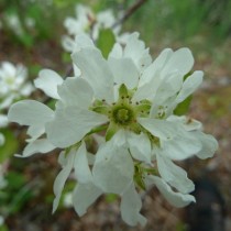 Ирга обильноцветущая (Amelanchier florida)