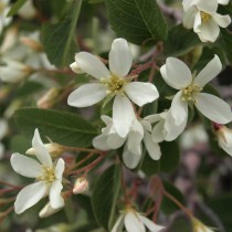 Ирга ютская (Amelanchier utahensis)
