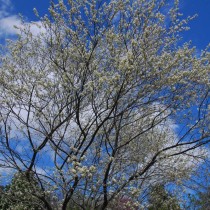 Ирга канадская (Amelanchier canadensis)