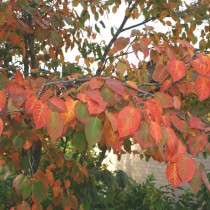 Ирга древовидная (Amelanchier arborea)