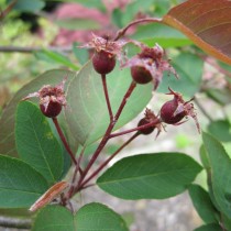 Ирга бартрамовская (Amelanchier bartramiana)