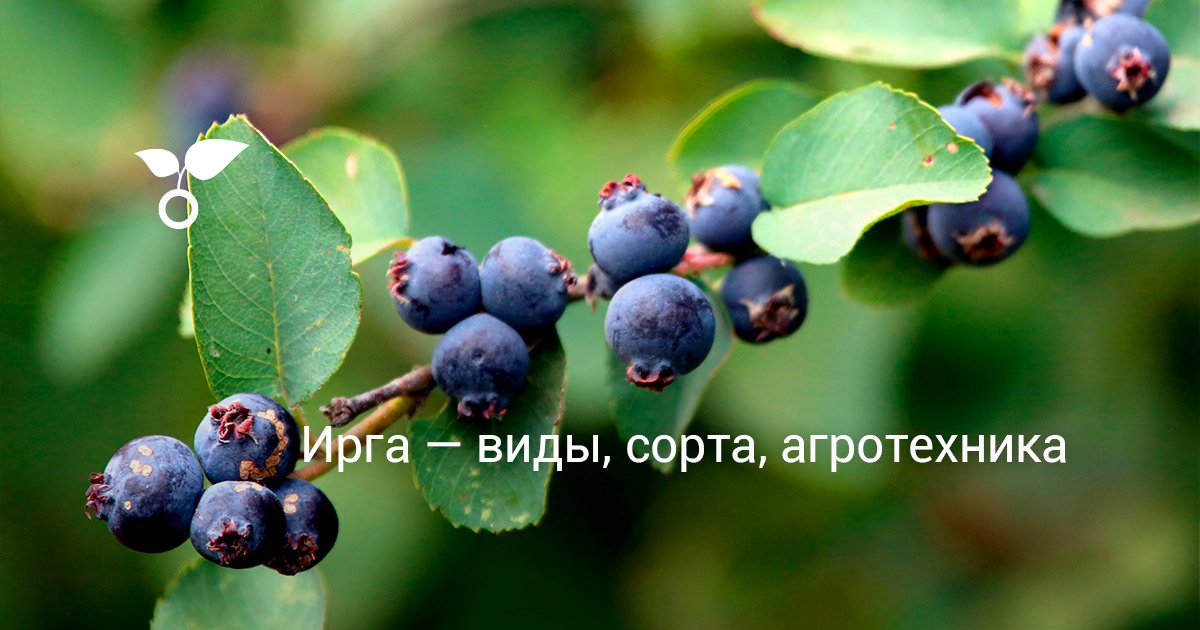 Ирга — виды, сорта, агротехника