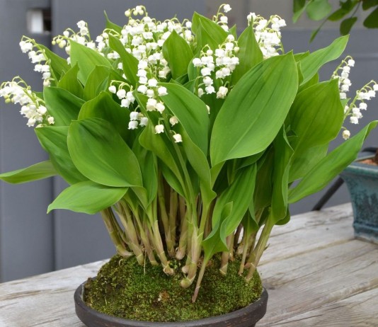 Ландыши в комнатном формате пока не очень популярны