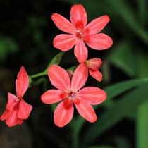 Лаперузия багряная (Lapeirousia cruenta) Лаперузия багряная (Lapeirousia cruenta)
