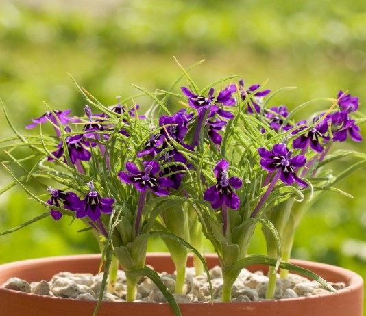 Лаперузия своим цветением чем-то напоминает ирисы, а чем-то фрезии