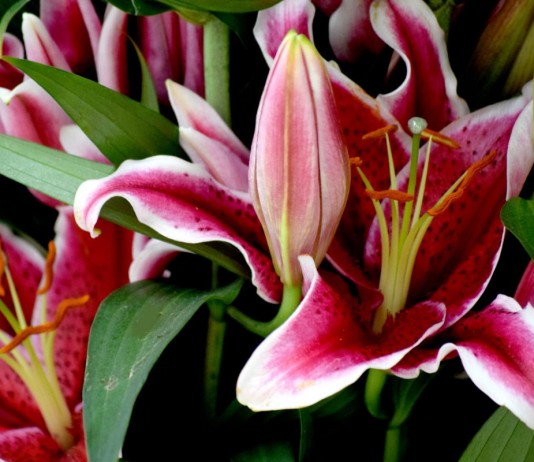 Лилии - цветы с королевскими цветками и характером