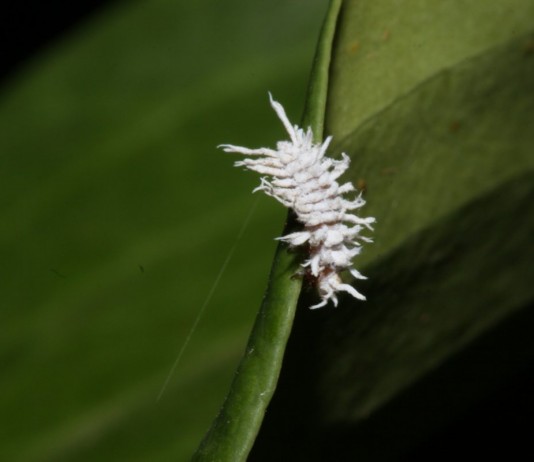 Мучнистый червец