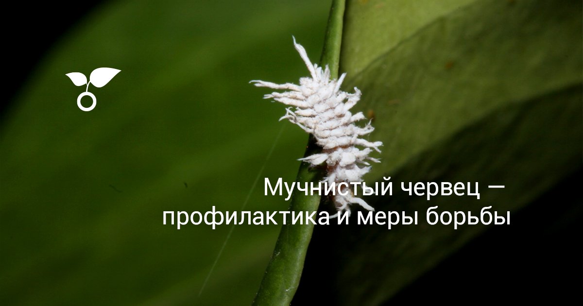 Мучнистый червец — профилактика и меры борьбы