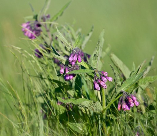 Окопник — полезный и декоративный - Цветник и ландшафт Уникальное лекарственное растение окопник может стать настоящим украшением пейзажного сада
