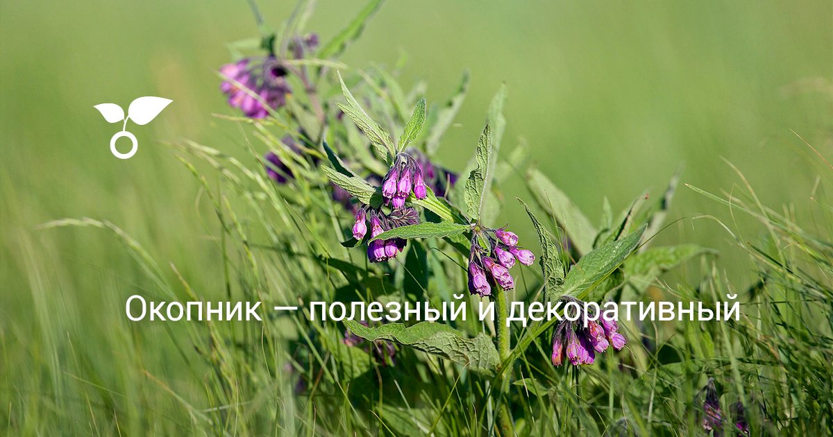 Окопник — полезный и декоративный