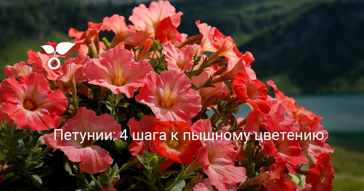 Петунии: 4 шага к пышному цветению