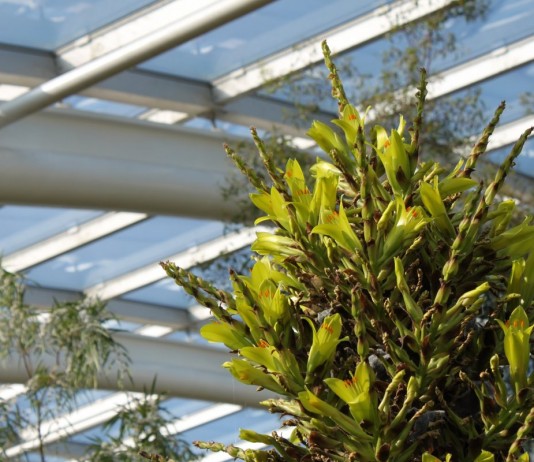 Даже в идеальных условиях пуйя цветет не раньше десятилетнего возраста