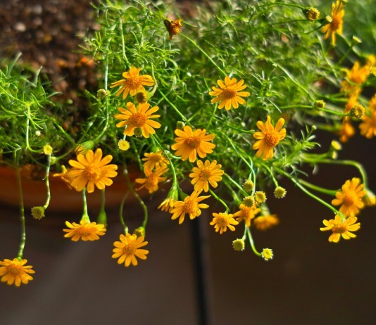 Тимофилла золотисто-желтая, или узколопастная (Thymophylla tenuiloba)