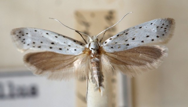 Яблонная моль (Hyponomeuta malinella) Яблонная моль (Hyponomeuta malinella)