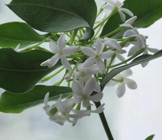 Акокантера — декоративное и ароматное комнатное дерево - Красивоцветущие Акокантера восхитительная, или Длиннолистная (Acokanthera oblongifolia, синоним - Acokanthera spectabilis)