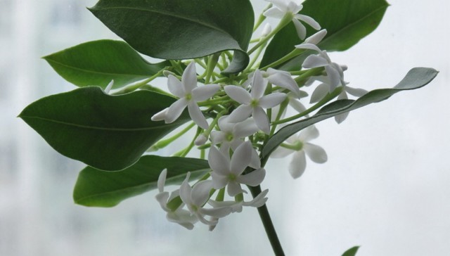 Акокантера восхитительная, или Длиннолистная (Acokanthera oblongifolia, синоним - Acokanthera spectabilis)