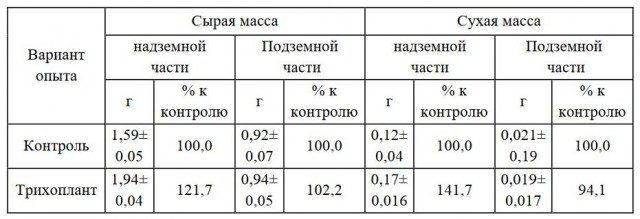 Таблица 6. Влияние биопрепарата Трихоплант на процессы накопления биомассы растениями огурцов сорта Феникс 640