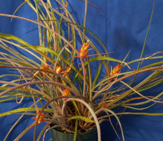 Акантостахис — неприхотливый эпифит из бромелиевых