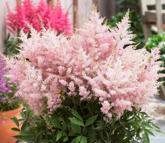 Комнатная астильба — из сада в комнату и обратно - Цветы многолетние Цветение астильбы - одно из самых роскошных зрелищ в саду или в комнате