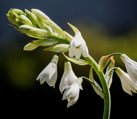 Гальтония — выращивание капского гиацинта в комнате - Красивоцветущие Выращивать гальтонию как комнатное растение ничуть не сложнее, чем любое другое луковичное