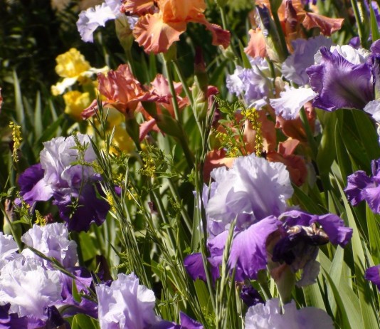 Ирисы в саду — классификация и использование в дизайне - Цветник и ландшафт Ирисы в саду — классификация и использование в дизайне