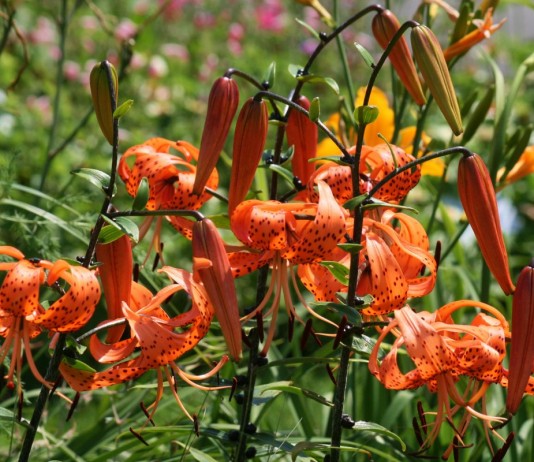 Кудреватая, царская, турецкая, саранка - народные названия лилии Мартагон