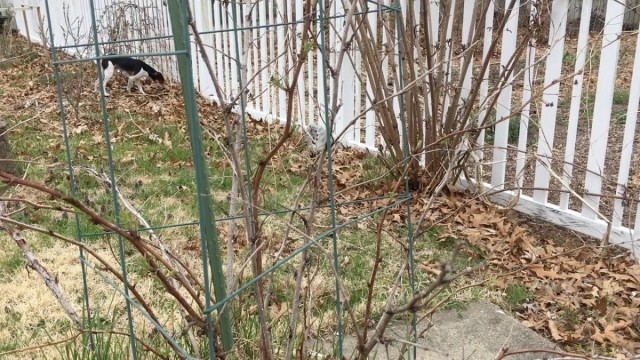 В апреле хорошо осмотрите кусты малины на наличие болезней и вредителей В апреле хорошо осмотрите кусты малины на наличие болезней и вредителей