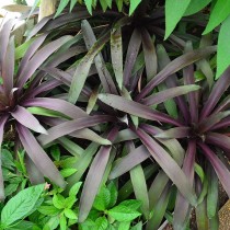 Нидуляриум пурпурный (Nidularium purpureum)